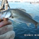 어항단지로 이미지