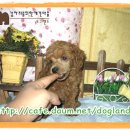 왕자보세 - 포항시 북구 칠성천길 114-1 | 왕자보세