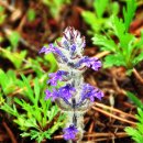 위드해지개 이미지