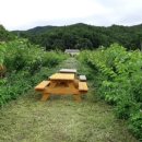 클로바농장 이미지