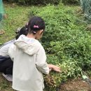 안나농원 | 남양주 아이랑 가볼만한곳 안나농원 배 피킹 체험