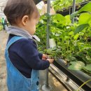 새들농장 | 용인가볼만한곳｜용인딸기체험농장 헤븐온어스 아이랑 다녀온 후기