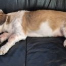 농협금가 이미지