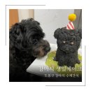 멍믈리에 | 강북구/도봉구 강아지 생일케이크 주문!(feat. 멍믈리에)