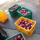 자색양파즙,참옻진액,엄나무진액 판매 합니다 이미지