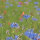 전통한국무용 이미지