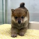 루이몽 | 두부와의 첫 만남, 루이몽 시바견 분양후기