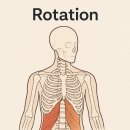 좌우대칭, 매트 필라테스 이미지