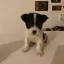 보듬 | 강아지 하네스 가슴줄 추천🐾 러프웨어 보듬 페스룸 내돈내산 후기ㅣ가볍고 편한 여름 하네스