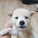 블럭비즈몬 이미지