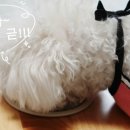 댕댕아 이리온 이미지