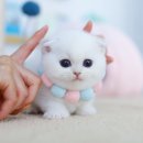 수원고양이분양 고사남 본점 이미지