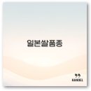 일본 쌀 품종 고시히카리와 한국 삼광 참드림 밥맛 비교 완벽 정리