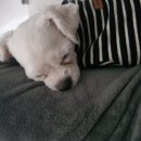 쉐보레오정바로서비스 이미지