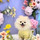 펌킨 펫하우스 청담 이미지