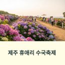 지금 | 2025 휴애리 수국축제 실시간 후기 총정리! 지금 가면 어떤가요?