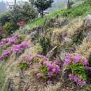 철쭉민박 이미지