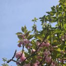 월정교 화장실 | 2-3일차 동궁과월지·월정교야경·불국사 겹벚꽃｜2박...뚜벅이 애견동반여행 후기 (With 덕동즈) 찐막.