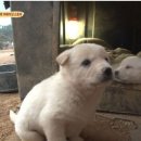 동물농장 이미지