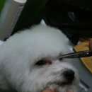 슈슈퍼피 이미지