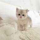 펫아미 강아지분양 고양이분양 동탄점 | 칭찬과 보상으로 배우는 배변 훈련, 펫아미 강아지분양 고양이분양 동탄점 체험기