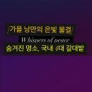 (드론 촬영) 가을 낭만의 은빛 물결"-Whispers oF Peace. 이미지