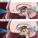 편도체 - 공포,두려움 없애기 이미지