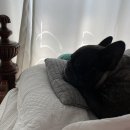 사호선떡볶이 이미지