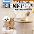 서호목장 | [제주에인감귤밭] 제주애견동반여행 감귤따기 체험 가능한 감성카페