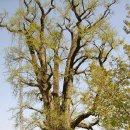 용문산 둥지 이미지