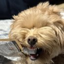 펫츠런 애견 이미지