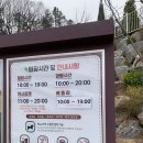 신흥동 벚꽃나들이 축제 및 작은음악회 | 용인 자작나무숲 방문 후기 개화상황 애견동반가능