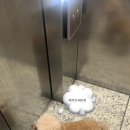 아소비 퍼피스 서창점 이미지