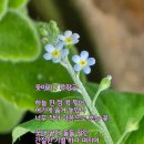 꽃마리 이미지