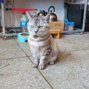 추냔이네 이미지