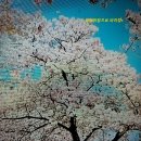 봄을담다 이미지