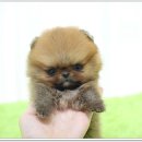 광주강아지분양 펫블리 애견 샵 이미지