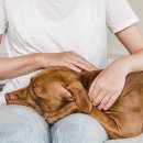 이산동물의료센터 이미지