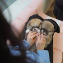 명지애견유치원호텔 댕즈니랜드 본점 | 부산애견샵 테디럽 다녀온 후기