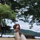 한국특수탐지견센터 이미지