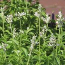 국화호수 이미지