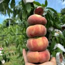 영시기과일이야기 이미지