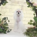 플라이플라잉 이미지