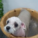 다정한 개아빠 이미지