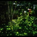 반딧불이 이미지