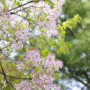 수수꽃다리 이미지