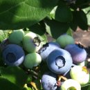 금봉농장 이미지