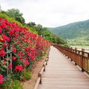 도담삼봉 자전거길 이미지