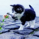 용인시 동물보호센터 이미지