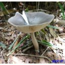 봉재공원 이미지